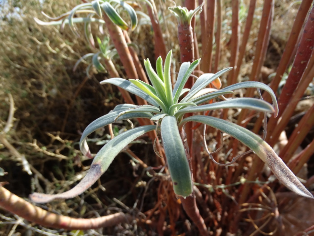 Euphorbia characias subsp. wulfenii