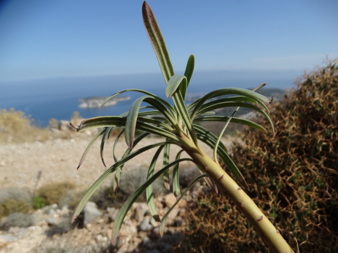 Euphorbia characias subsp. wulfenii