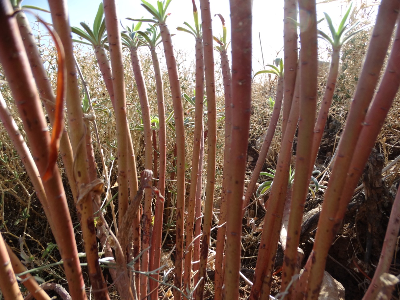 Euphorbia characias subsp. wulfenii