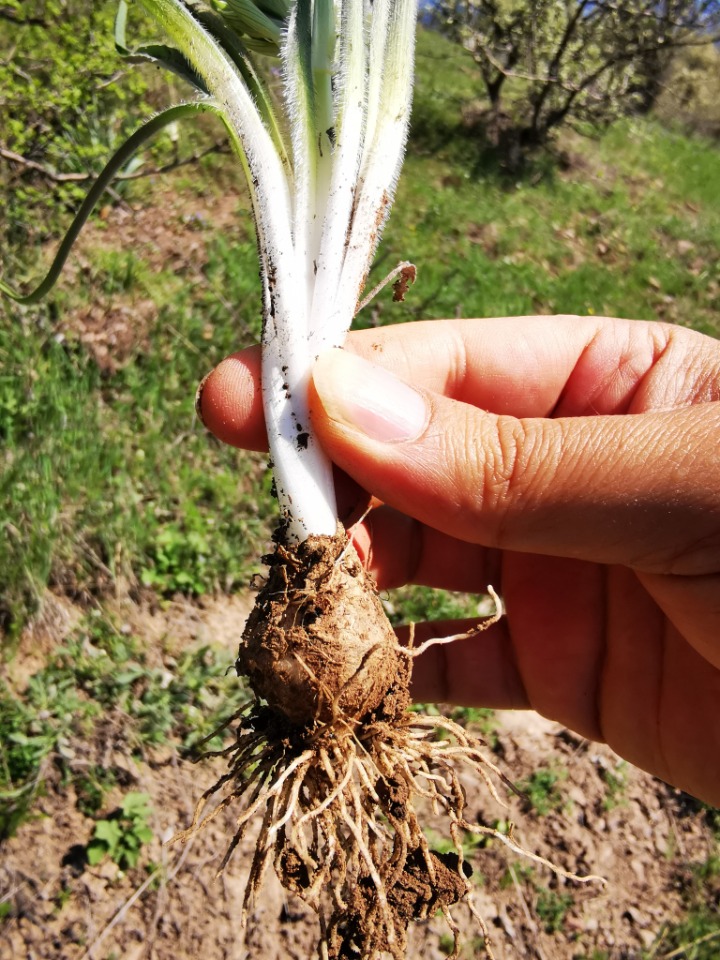 Ornithogalum armeniacum