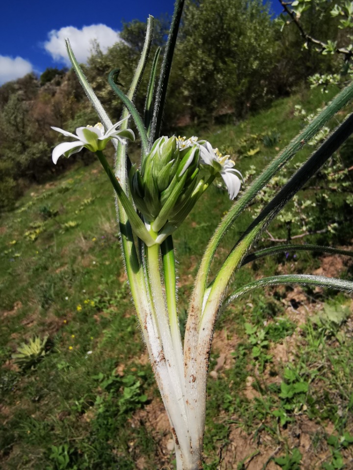 Ornithogalum armeniacum