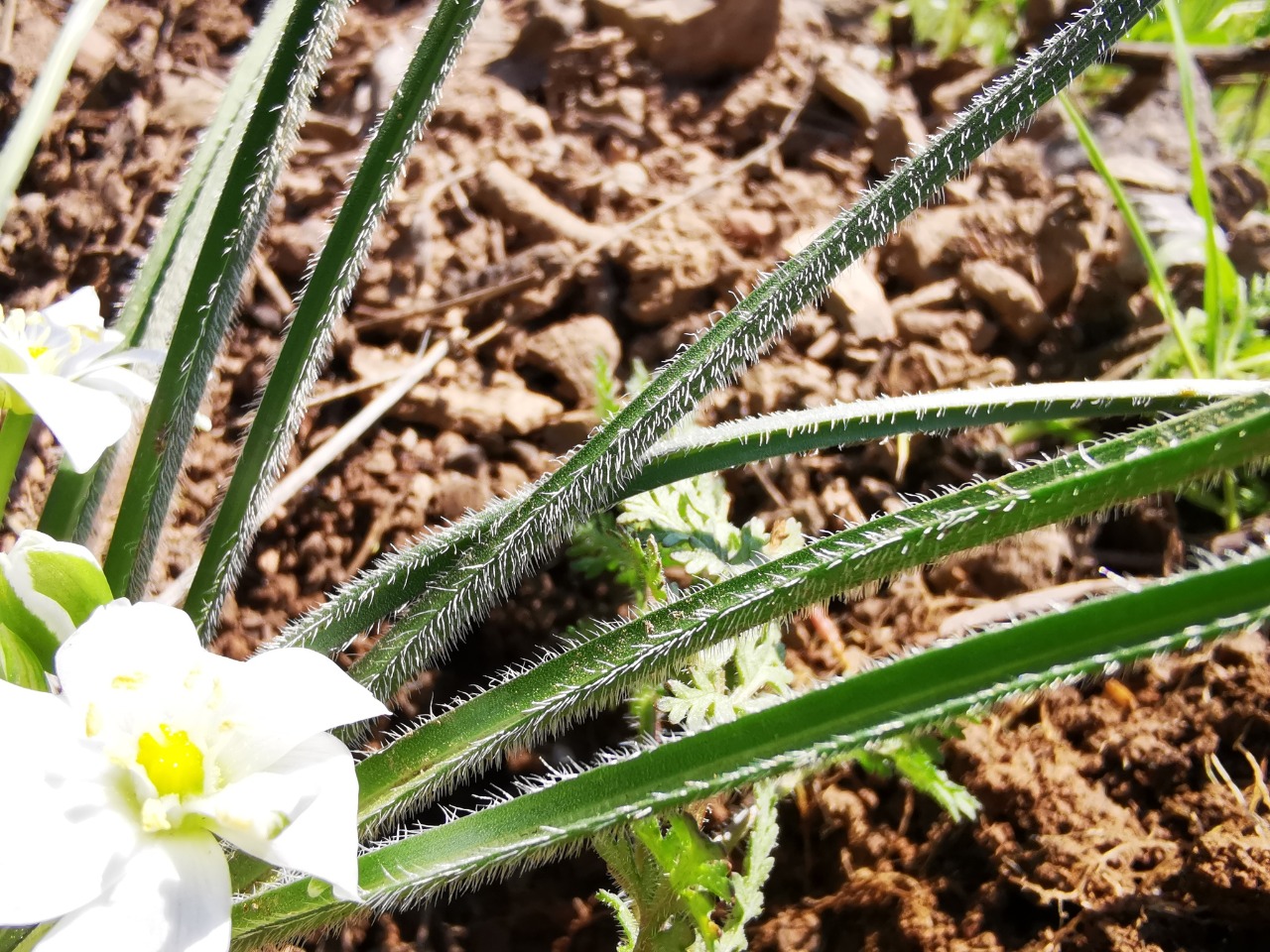 Ornithogalum armeniacum