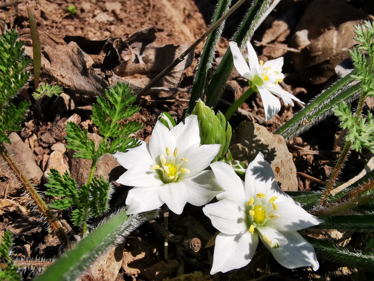 Ornithogalum armeniacum