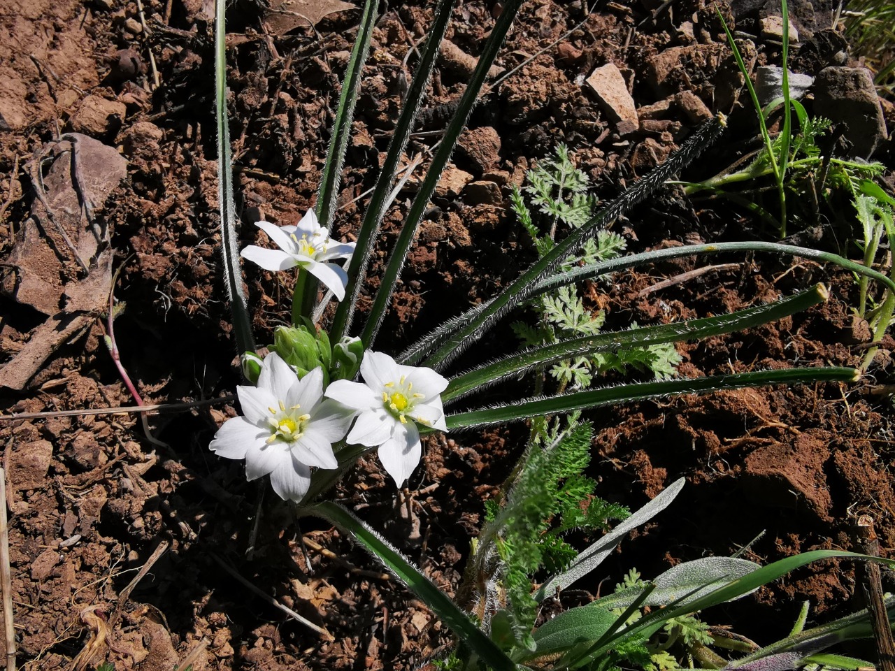 Ornithogalum armeniacum