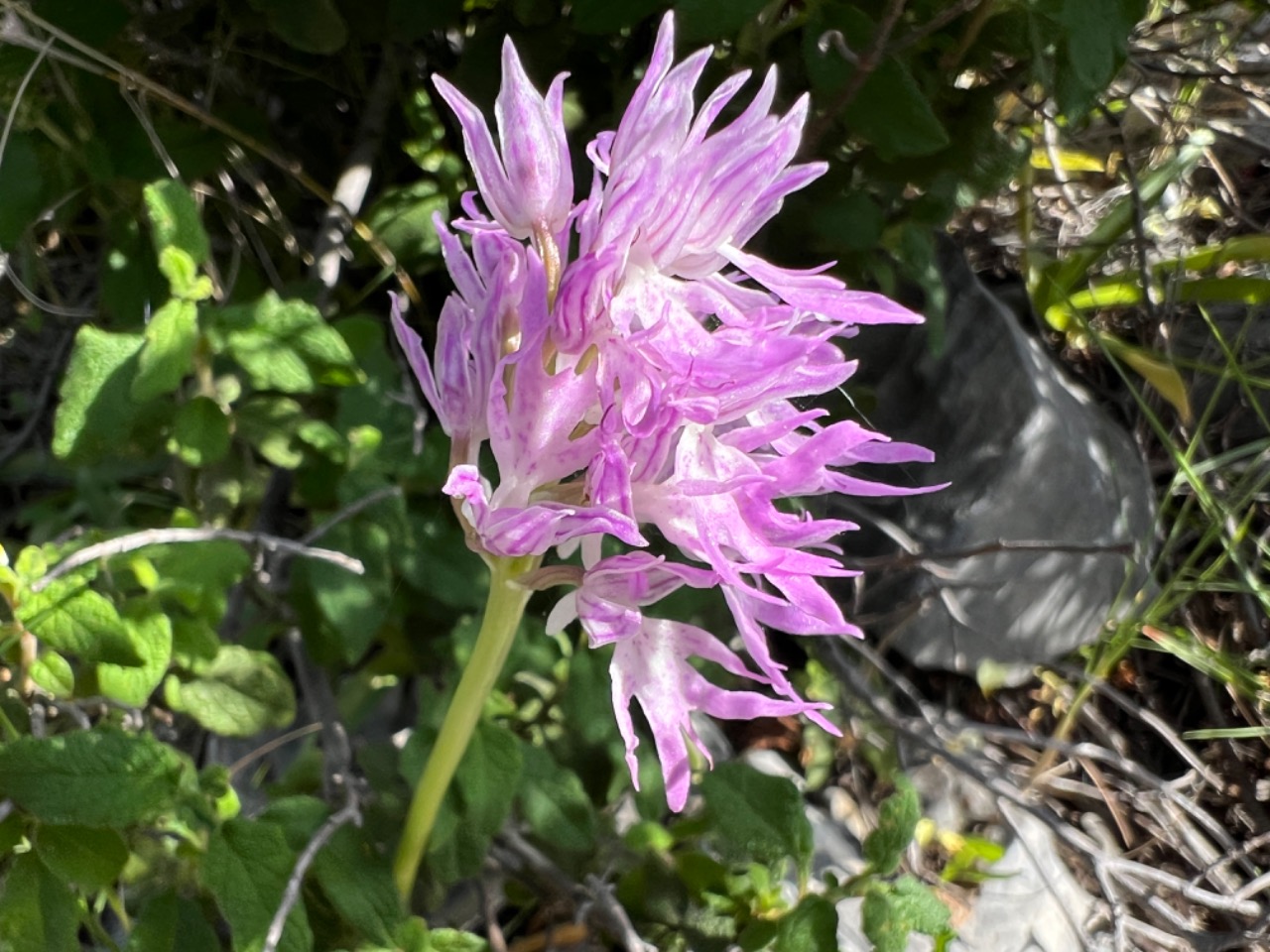 Orchis italica