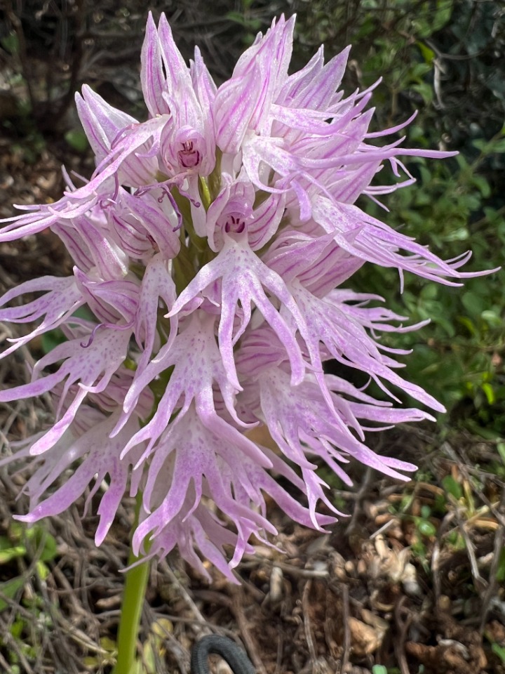 Orchis italica