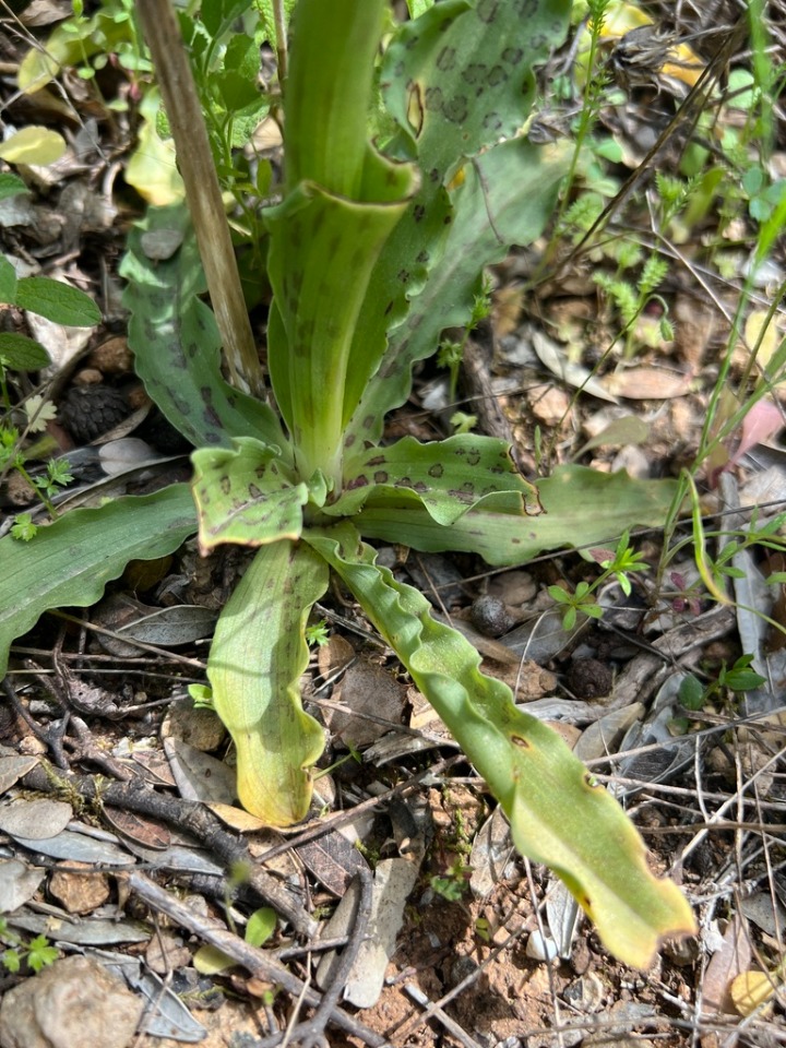 Orchis italica