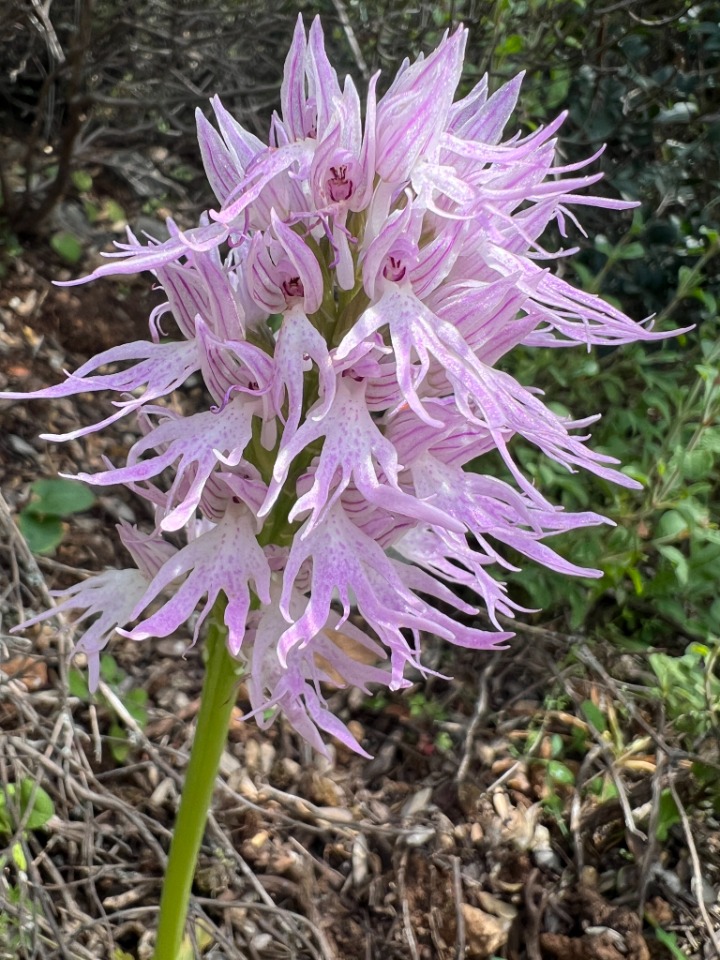 Orchis italica