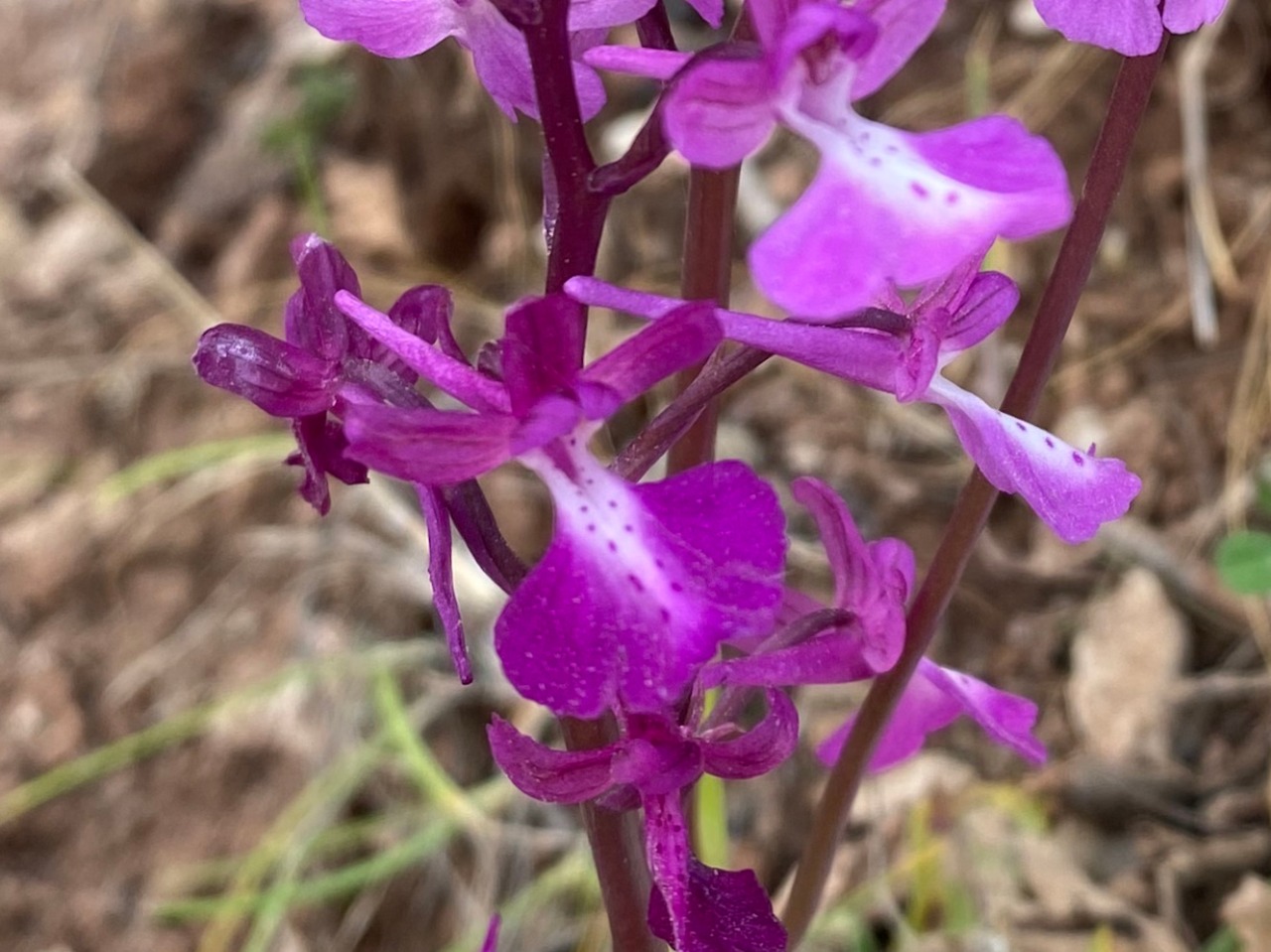 Orchis sezikiana