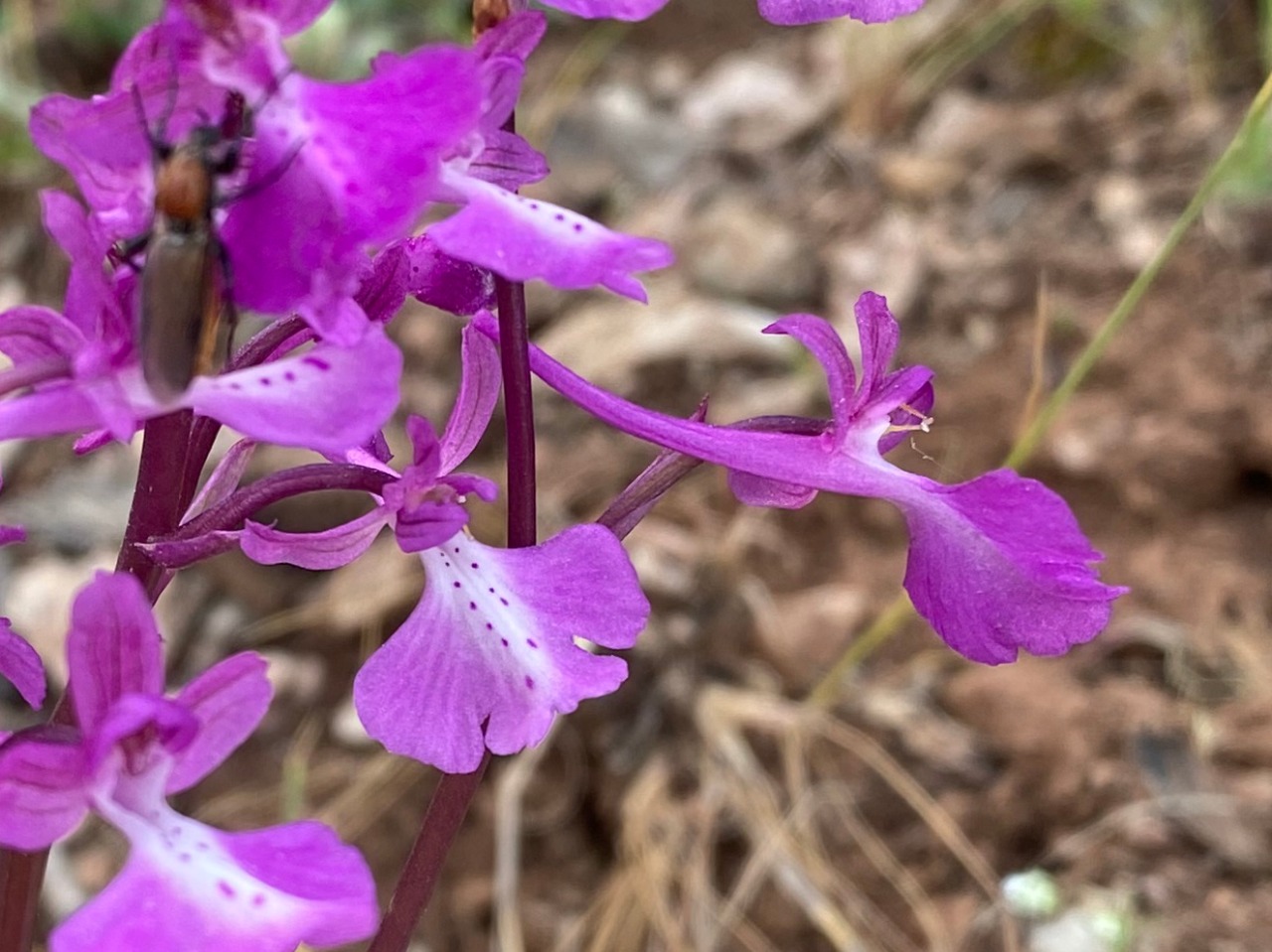 Orchis sezikiana