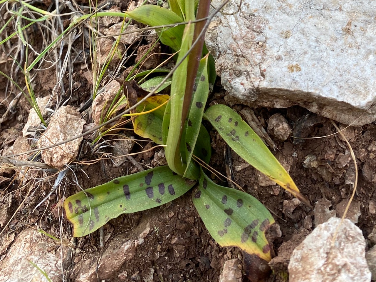 Orchis sezikiana