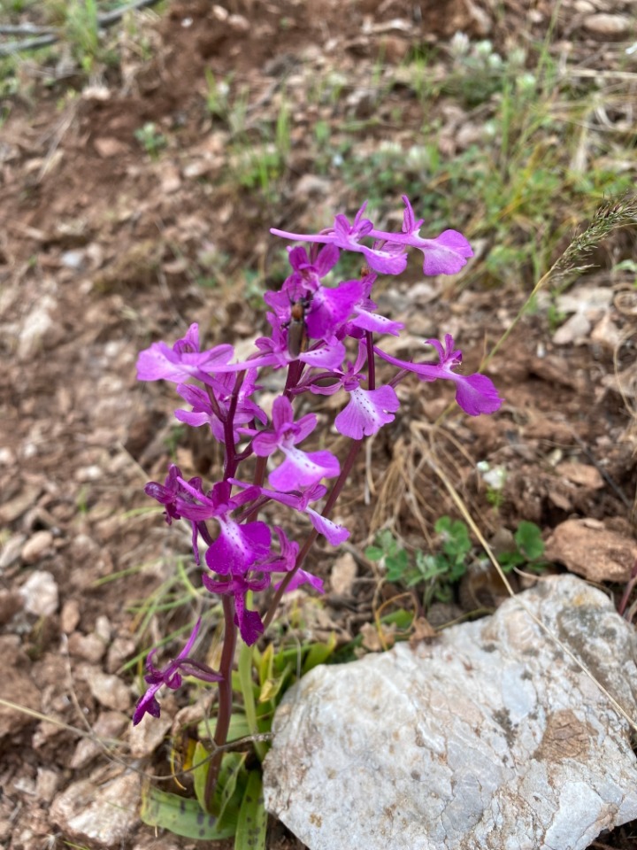 Orchis sezikiana