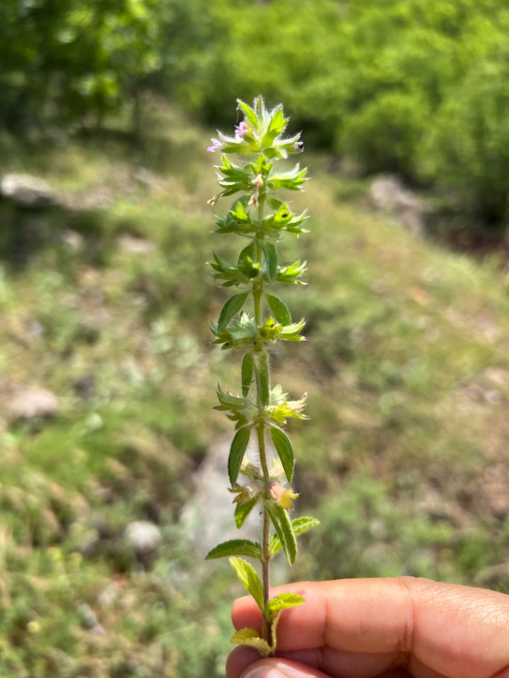 Stachys woronowii