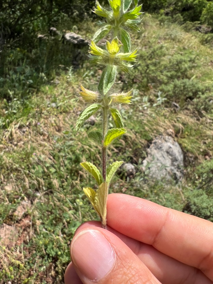 Stachys woronowii