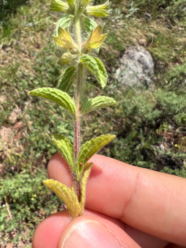 Stachys woronowii