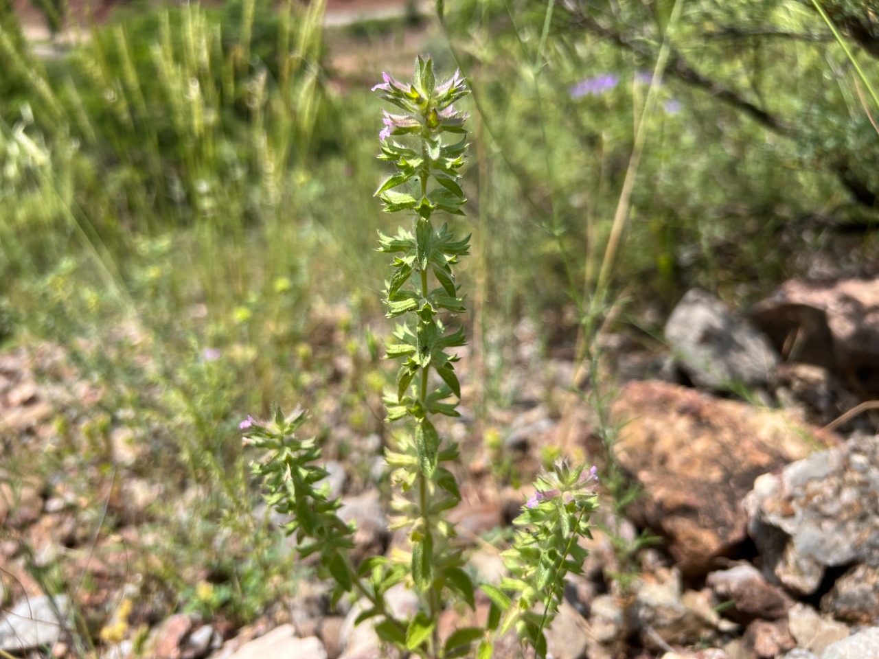 Stachys woronowii