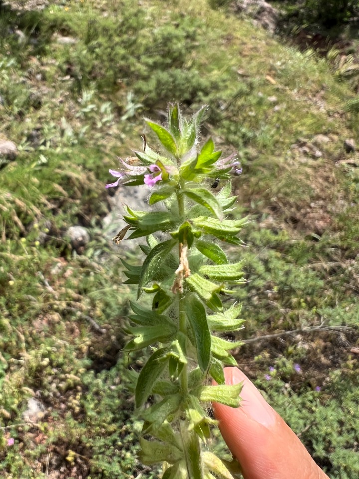 Stachys woronowii