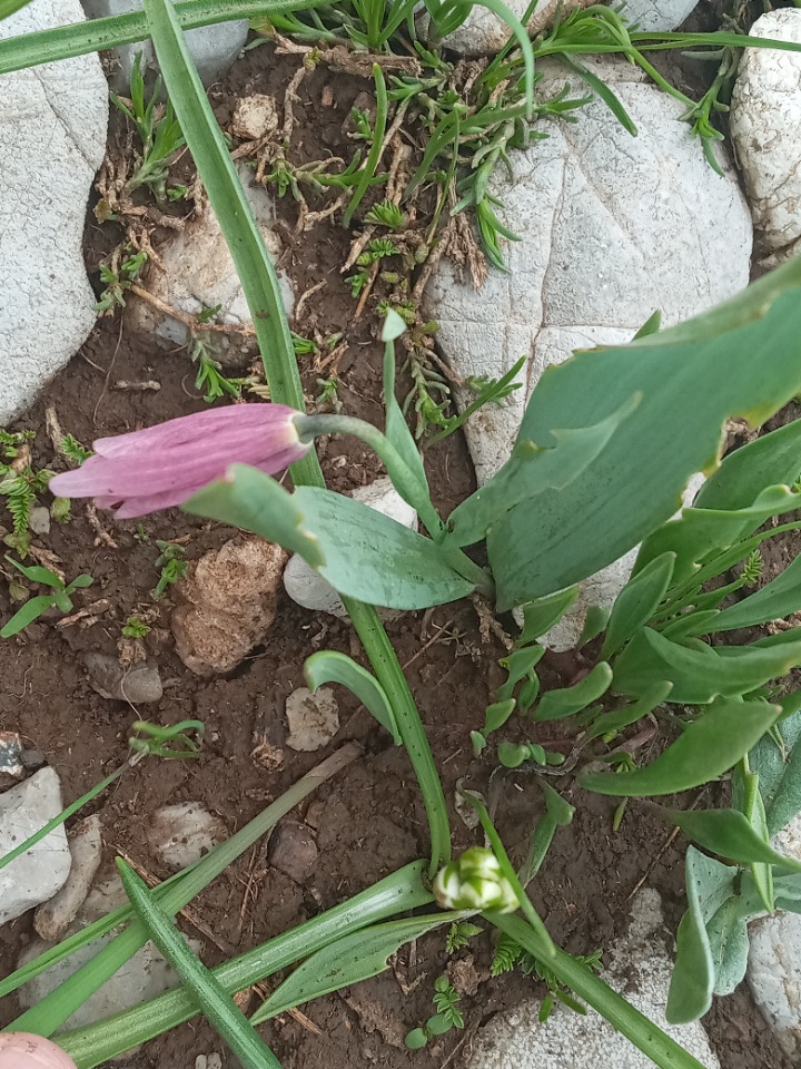 Fritillaria alburyana