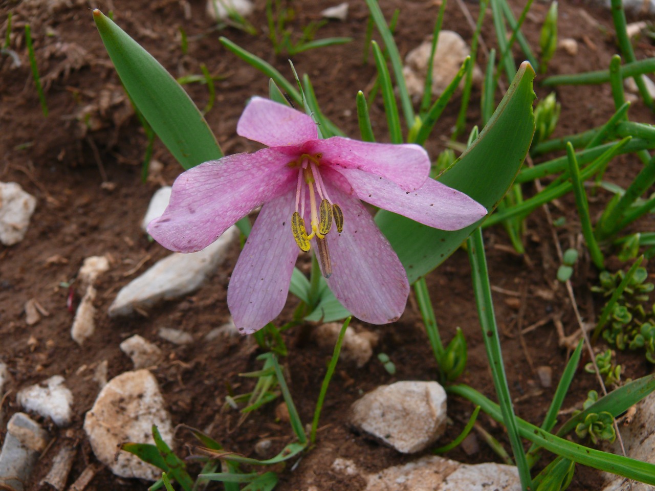 Fritillaria alburyana