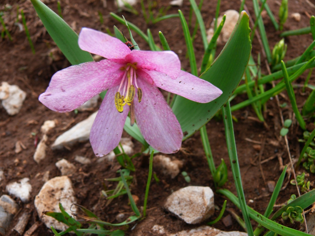 Fritillaria alburyana