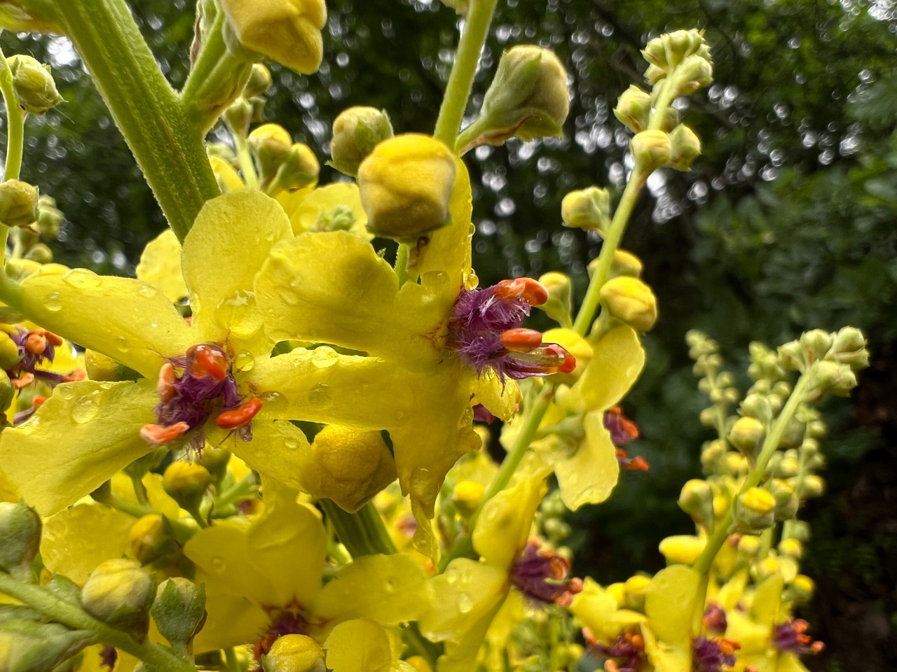 Verbascum pyramidatum
