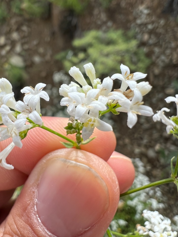 Asperula xylorrhiza