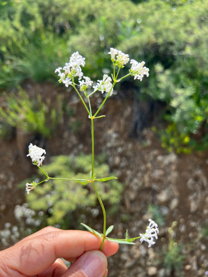 Asperula xylorrhiza