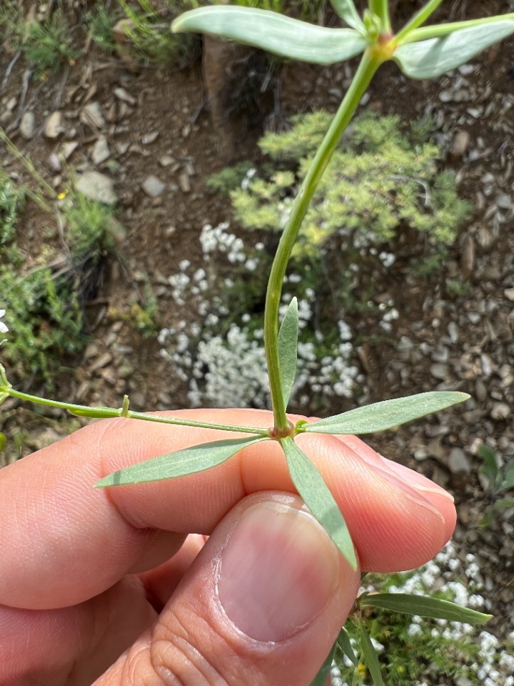 Asperula xylorrhiza