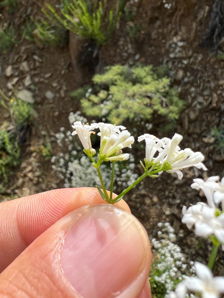 Asperula xylorrhiza