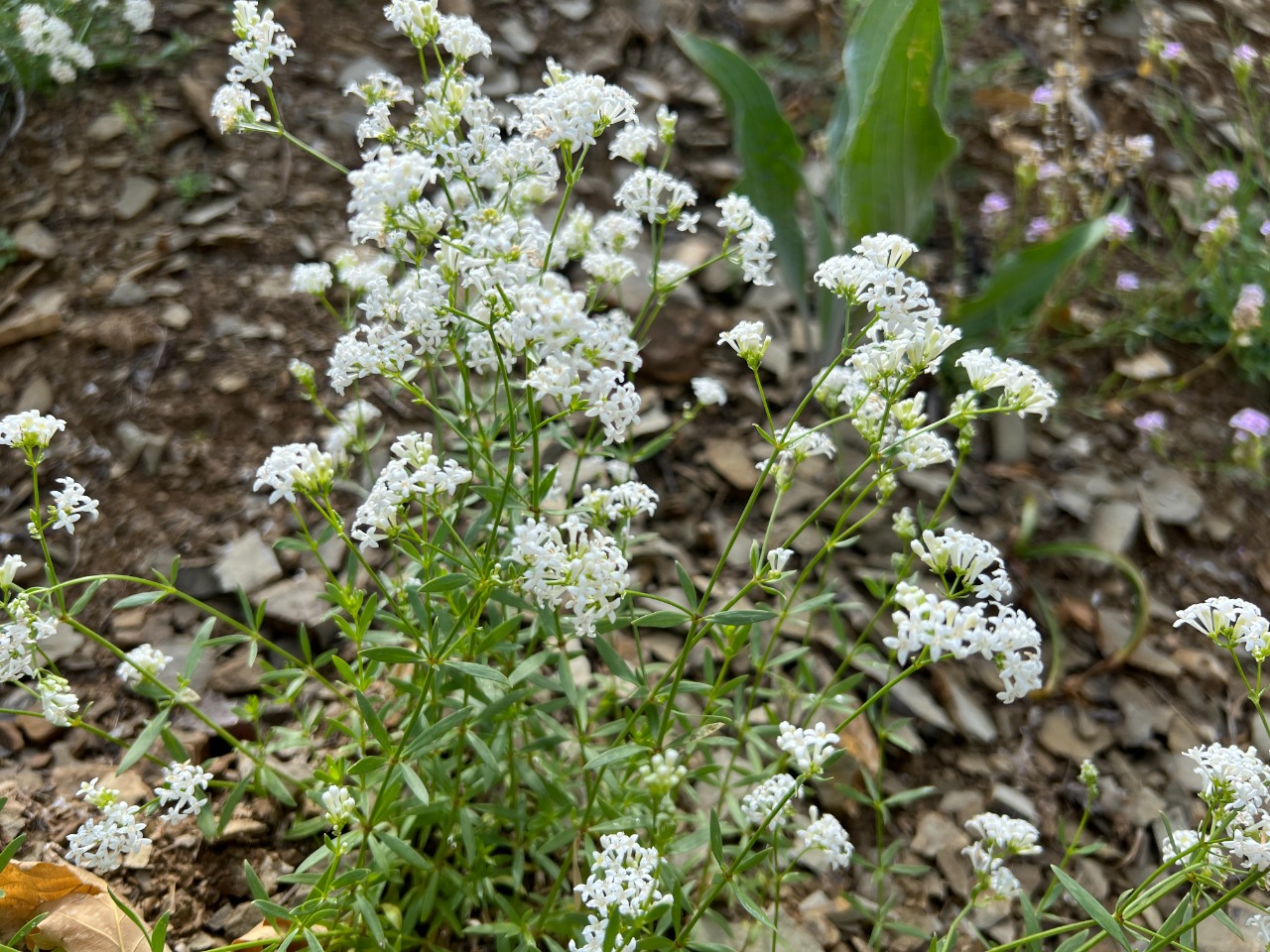 Asperula xylorrhiza