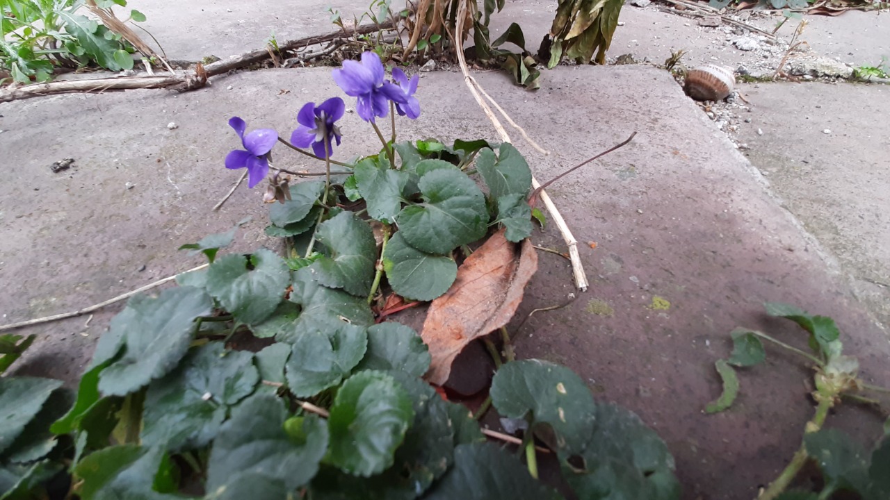 Viola odorata