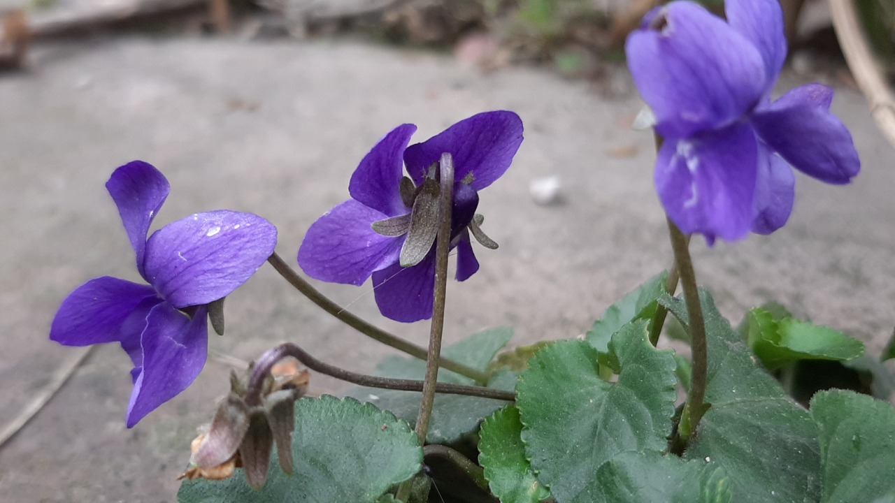 Viola odorata