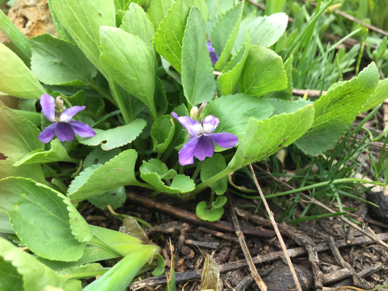 Viola odorata