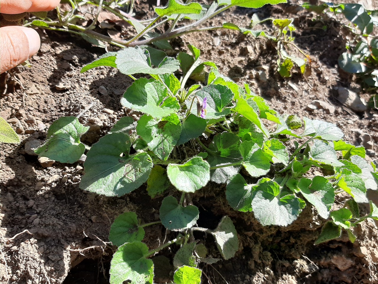 Viola odorata
