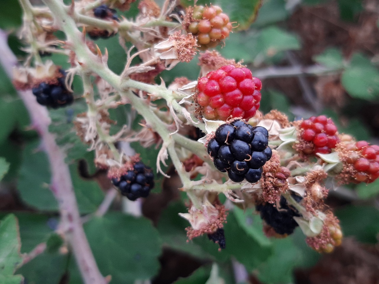 Rubus sanctus