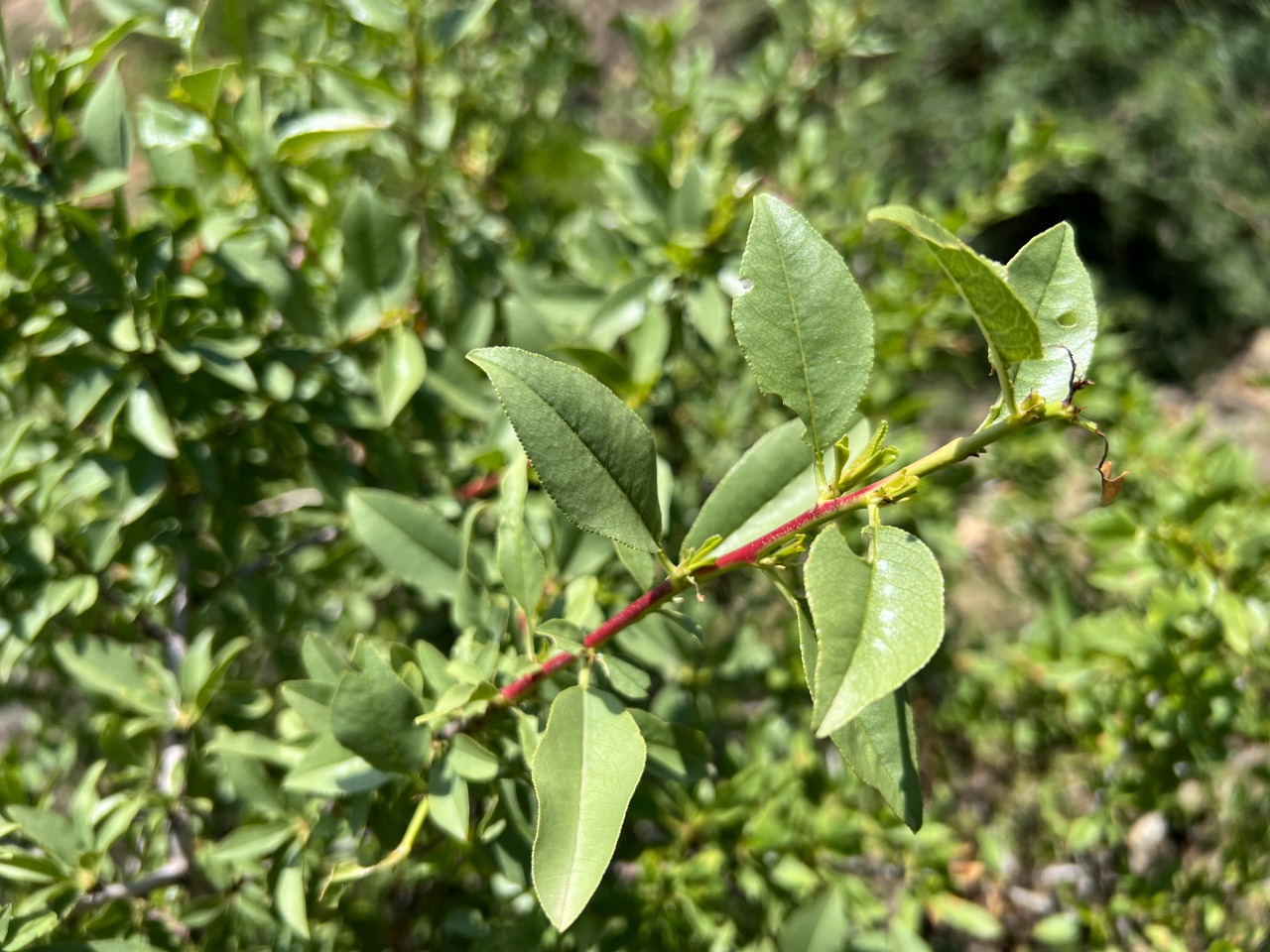 Amygdalus trichamygdalus