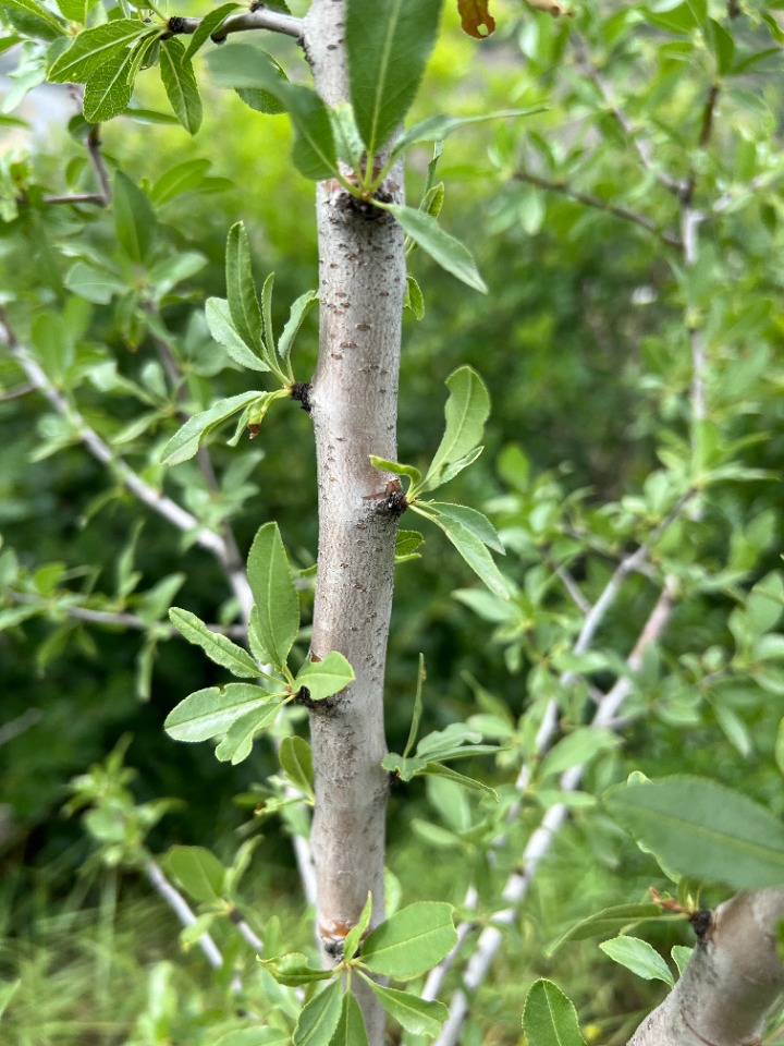 Amygdalus trichamygdalus