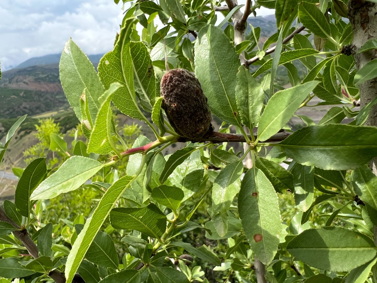 Amygdalus trichamygdalus