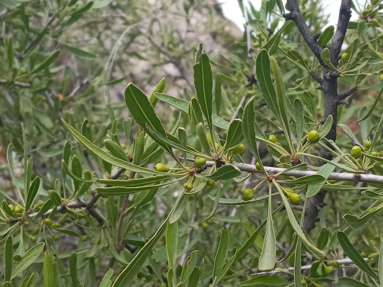 Rhamnus pallasii