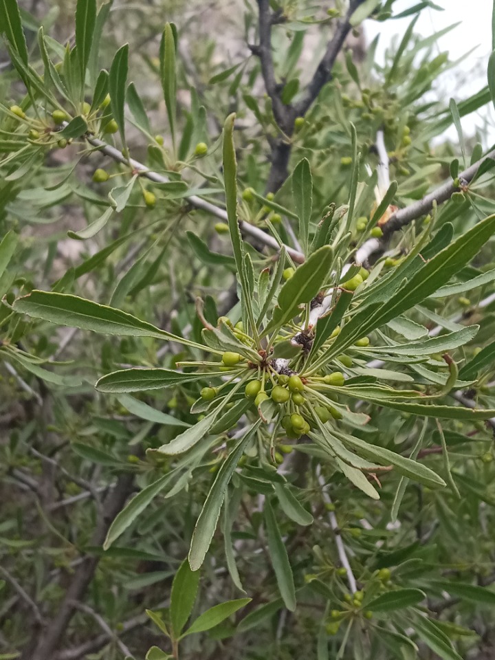 Rhamnus pallasii