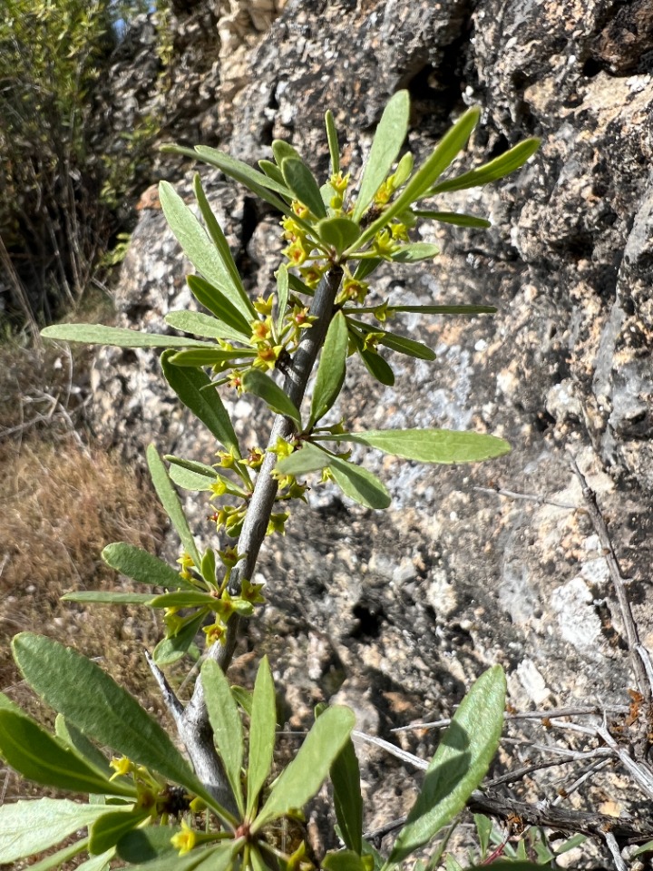 Rhamnus pallasii