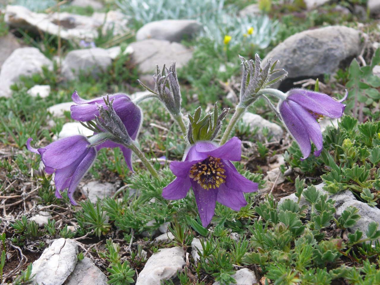 Pulsatilla violacea