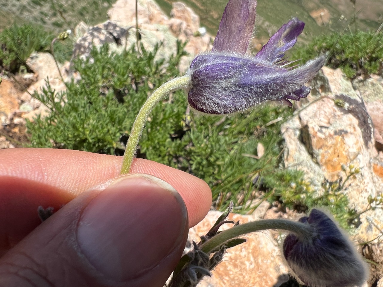 Pulsatilla violacea