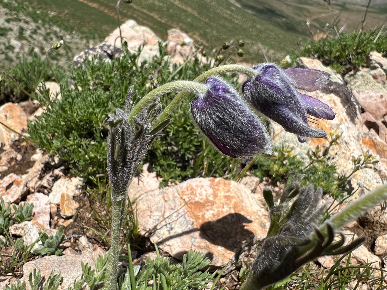 Pulsatilla violacea