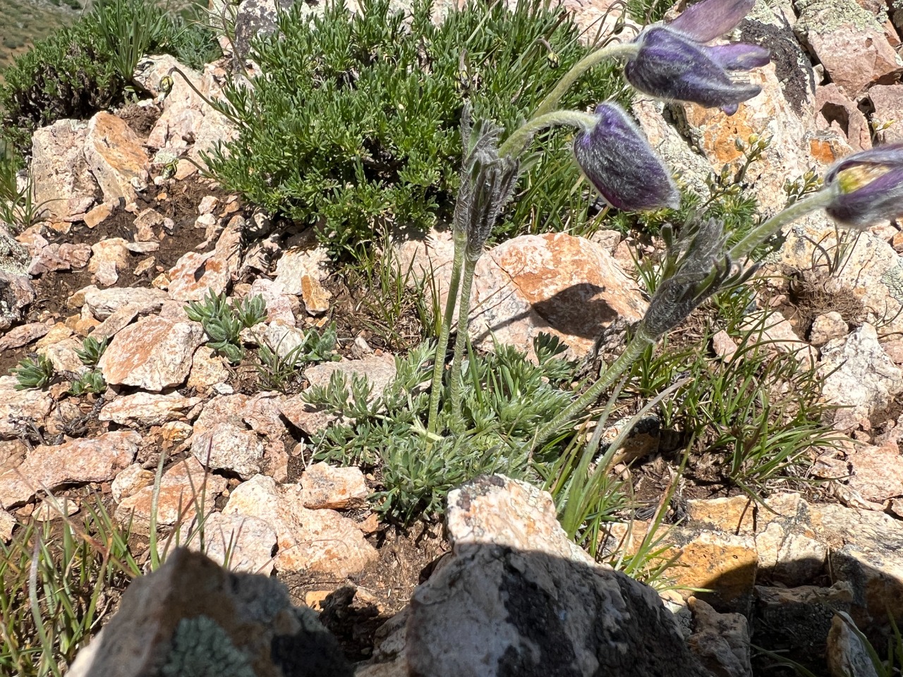 Pulsatilla violacea