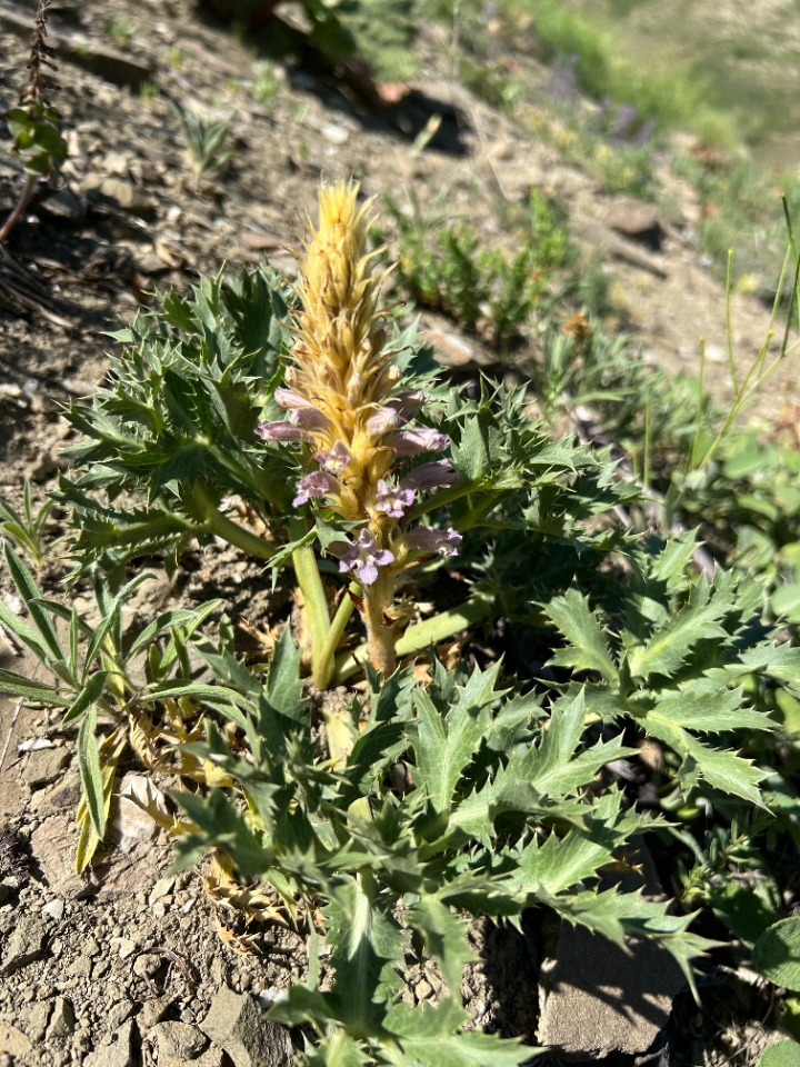 Orobanche coelestis