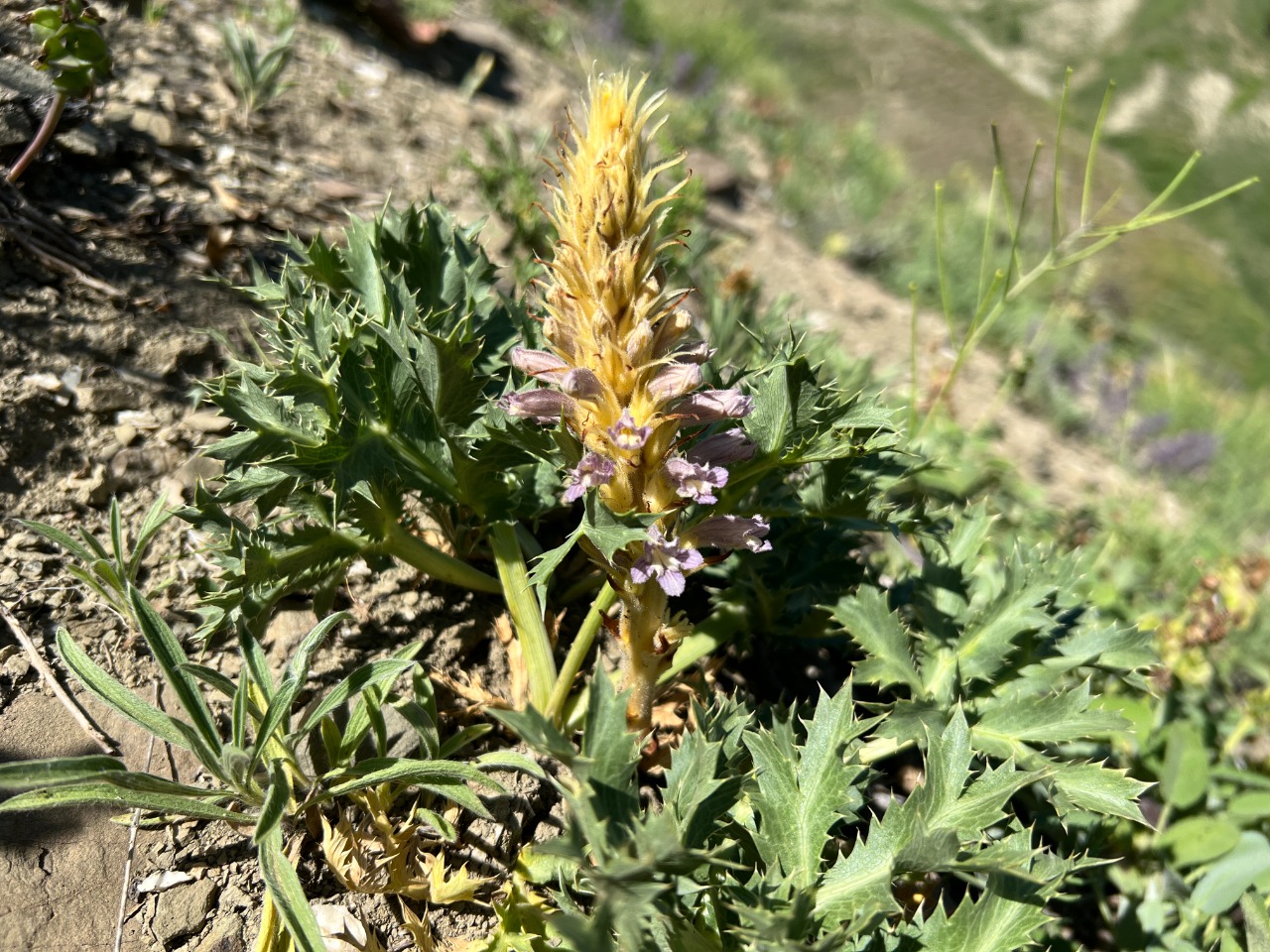 Orobanche coelestis