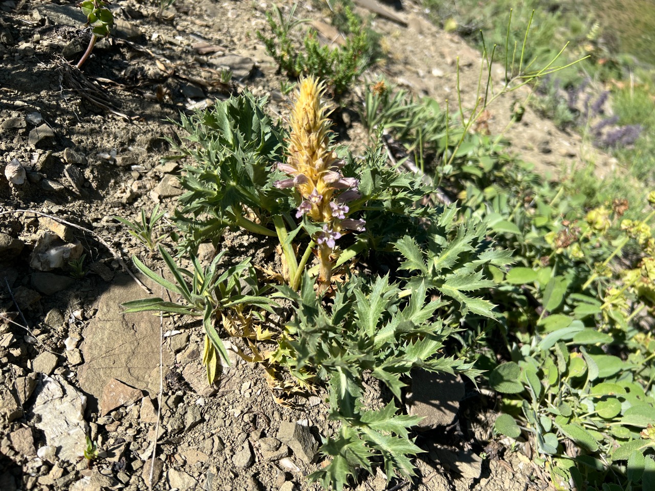 Orobanche coelestis