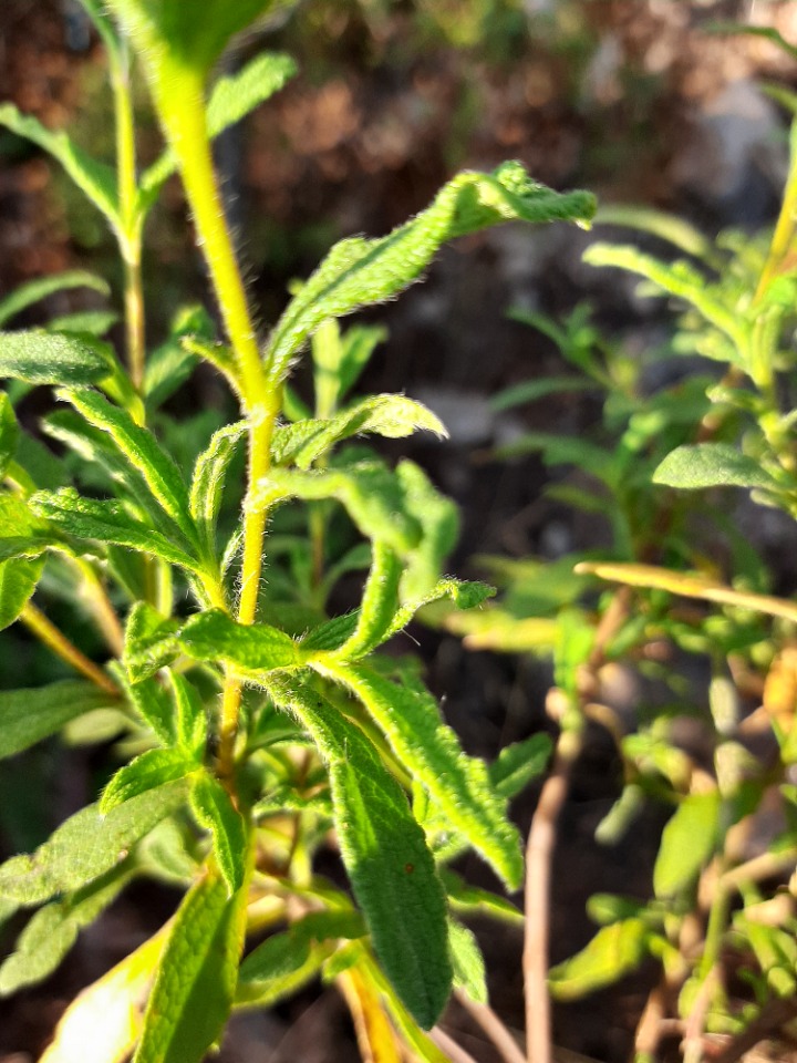 Cistus florentinus