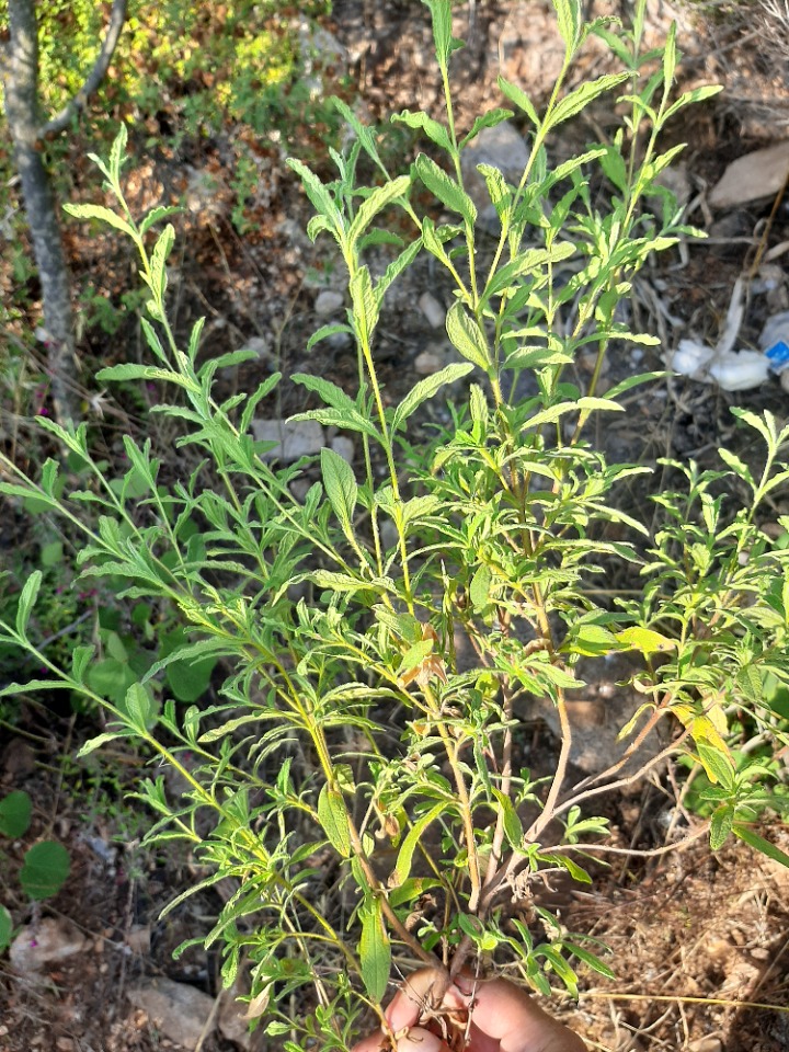 Cistus florentinus